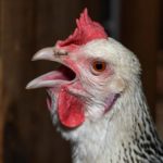 A Guide To Chicken Care – Overheating Signs And More