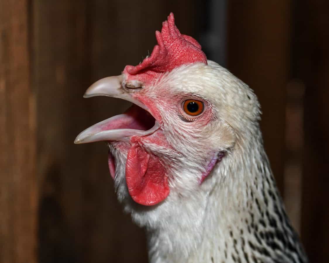 hen with open mouth